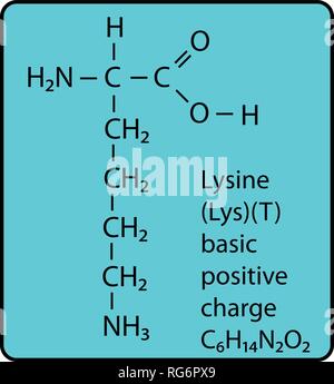 lysine structure charged