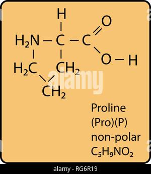Proline Amino Acid Molecule Skeletal Structure Stock Vector