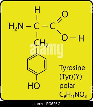 Tryosine Amino Acid Molecule Skeletal Structure Stock Vector