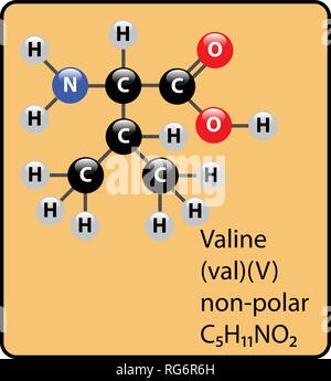 Valine Amino Acid Molecule Ball and Stick Structure Stock Vector