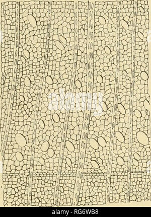 . Bullettino del Laboratorio ed Orto botanico. Plants; Plants -- Italy Siena. CARATTERI DEI LEGNAMI 179. Please note that these images are extracted from scanned page images that may have been digitally enhanced for readability - coloration and appearance of these illustrations may not perfectly resemble the original work.. R. Universit di Siena; R. Universit di Siena. Istituto botanico; R. Universit di Siena. Laboratorio botanico; R. Universit di Siena. Orto botanico; Tassi, Flaminio, b. 1851. Siena : L. Lazzeri