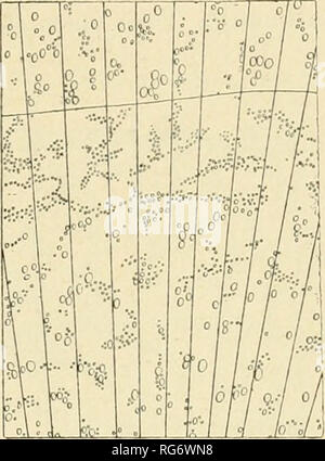 . Bullettino del Laboratorio ed Orto botanico. Plants; Plants -- Italy Siena. Fig. 127 Cytisus scopartMS Link, (ginestra dei carbonai) (12 : 1).. Fig. 128 Spartiuììi juaceum L. (ginestra) (12: 1). y) Alburno biancastro e durame giallo bruno ad anelli an- nuali distinti. Bande reticolate ed oblique più fini della spe- cie precedente, con i 'asi grandetti nella zona primaticcia. Raggi larghi 1-3 cellule ; queste sono disformi in alto e nel mezzo del raggio. Ginestra., ginestra di Spagna, maggio (fig. 128) 134. Spartium junceum L. — —) Le bande oblique ovvero reti(;olate che si A'edono neiranell Stock Photo