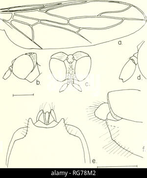 . Bulletin - United States National Museum. Science. SCENOPINIDAE OF THE WORLD 231. Figure 149.—Pseudatrichia biacristerna, new species, female: a, wing; b, lateral aspect of head; c, dorsal aspect of head; d, enlarged detail of antenna; e, ventral aspect of 8th ster- num;/, lateral aspect of 8th and 9th segments. Mexico, August (Cockerell no. 1710) H. Kahl Coll., C. M. Ace. 12676 (CNC). 156. Pseudatrichia bryanti, new species FiGURK 150 Female.—Head black; eyes black, with a broad postocular flange; frons only as broad as ocellar tubercle, with striations running from eye margins toward the m Stock Photo