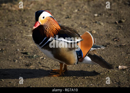 Colorful male mandarin duck, aix galericulata, anatra mandarina Colorful male mandarin duck, aix galericulata, anatra mandarina Stock Photo