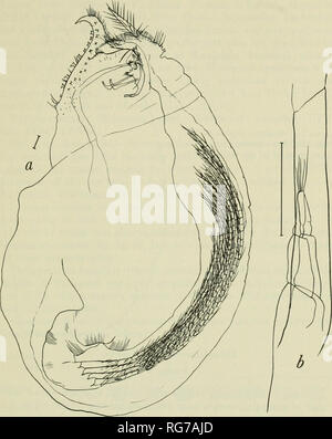 . Bulletin - United States National Museum. Science. THE BURROWING BARNACLES (CIRRIPEDIA: ACROTHORACICA) 51. Figure 7.—Lithoglyptes spinatus Tomlinson and Newman, 1961 from Tridacna maxima from Heron Island, Australia: a, female side view; b, detail of caudal appendages showing weak third segment.. Please note that these images are extracted from scanned page images that may have been digitally enhanced for readability - coloration and appearance of these illustrations may not perfectly resemble the original work.. United States National Museum; Smithsonian Institution; United States. Dept. of Stock Photo