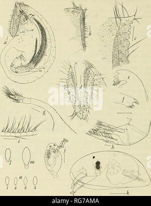 . Bulletin - United States National Museum. Science. 40 UNITED STATES NATIONAL MUSEUM BULLETIN 296. Figure 3.—Weltneria reticulata, new species, from Heron Island, Australia, except as noted: a, female side view; b, opercular area, side view; c, detail of operculum, carinal end distal to attachment, side view flattened; d, detail of operculum, surface view; e, mandible;/, first maxilla; g, first cirrus (mouth cirrus); h, detail of base of terminal cirri, posterior thorax, and caudal appendage, one of paired appendages shown; i, detail of terminal cirrus, showing setation; ;', mature male; k, m Stock Photo