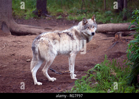 Alaskan Wolf Stock Photo - Alamy