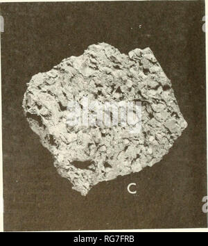 . Bulletin - United States National Museum. Science. Figure ss.-Photomicrographs of gravel-tempered sherds enlarged three times natural sue shoxvn^g cross-sectional fractures. Top, pan sherd from &quot;R. M.&quot; site, Plymouth, Massachusetts Phmolh Plantation, Inc.); lower left, oven sherd from Jamestown (Colonial National Histonca Park); and oven sherd from John Howland house site, Rocky Nook, Plymouth, Massachusetts (Pl.moth Plantation, Inc.). PAPER 13: NORTH DEVON POTTERY IN 17TH-CENTURY .MERICA 55. Please note that these images are extracted from scanned page images that may have been d Stock Photo