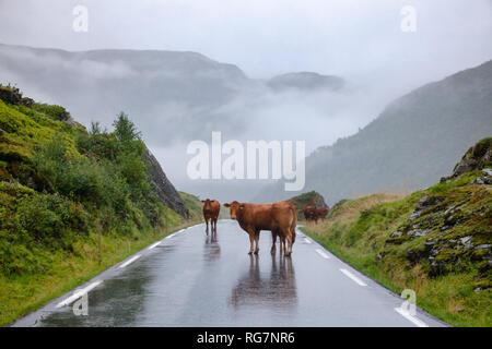 Rree range cattle standing on a mountain road in Norway, Scandinavia - animal road hazard concept Stock Photo
