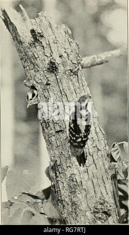 . Bulletin - United States National Museum. Science. U. S. NATIONAL MUSEUM BULLETIN 174 PLATE 7. :,ni Ciinit&gt;-, 111., jinu' !(1. l''l.'. Nestling looking out and adult with food. Northern downy woodpecker. A. D. DuBois.. Please note that these images are extracted from scanned page images that may have been digitally enhanced for readability - coloration and appearance of these illustrations may not perfectly resemble the original work.. United States National Museum; Smithsonian Institution; United States. Dept. of the Interior. Washington : Smithsonian Institution Press, [etc. ]; for sale Stock Photo