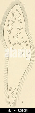 . Bulletin - United States National Museum. Science. a. FIO 131 —CEPEDBA CANTABaiGENSIS, FROM RANA CANTABRIGBNSIS LATIREMIS : a, A GROUP OF CELLS MAGNIFIED 117 DIAMETERS; 6, MAGNIFIED 460 DIAMETERS. This Cepedea has long cilia. Its nuclei are mostly ellipsoidal, though not much elongated except in active mitosis. It suggests com-. Please note that these images are extracted from scanned page images that may have been digitally enhanced for readability - coloration and appearance of these illustrations may not perfectly resemble the original work.. United States National Museum; Smithsonian Ins Stock Photo