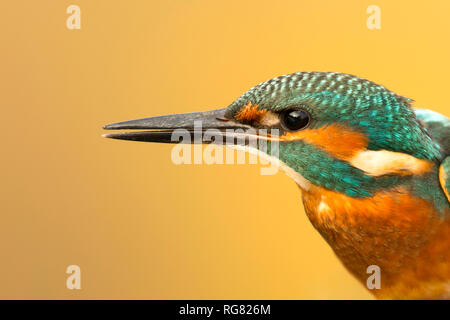 Kingfisher perched on a branch in its natural habitat Stock Photo