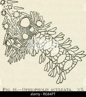 . Bulletin - United States National Museum. Science. NORTH PACIFIC OPHIURANS IN NATIONAL MUSEUM—CLARK. 131 40 specimens; Unalaska, 4 specimens; Kyska, 9 to 12 fathoms, 62 specimens; Port Levasheff, Unalaska, 20 to 30 fathoms, 1 specimen; Port Etches, Alaska, 5 specimens; Constantine Harbor, 15 specimens; Unga, 3 specimens; Agattu, 46 specimens; Iliuliuk, 64 specimens; Port Althorp, Alaska, 1 specimen; Chineak Bay, Kadiak, 1 specimen; Medui Island, 2 specimens; Aleutian Islands, 2 specimens; Bering Island, 19 specimens; Shumagin Islands, 1 specimen; Dolgoi Sound, 30 fathoms, 1 specimen; Bay of  Stock Photo