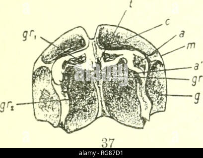 . Bulletin - United States National Museum. Science. REVISION OF PALEOZOIC STELLEROIDEA. 269 Genoholotyi^e.—O.Jlexilis Mook and Worthcn. For generic description, see imder O.Jlexilis. RemarTcs hy Gregory.--&quot;This interesting genus has hitherto been placed among the Eiiryalida3, of which it has been regarded as the best known fossil representative. As Prof. Bell, however, lias remarked, Meek and Worthen's clear figures of the vertebral ossicles show that the articular surfaces are StreptospondyluK^ and not Cladophiuroid.&quot; Schoudorf in 1909 restudied Onycliaster in detail, and came to t Stock Photo