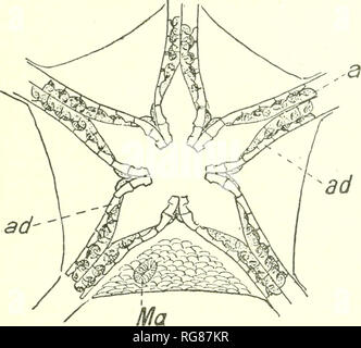 . Bulletin - United States National Museum. Science. REVISION OF PALEOZOIC STELLEROIDEA. 223 Genus BOHEMURA Jaekel. Text fig. 21. Bohemura Jaekel, Zeits. geol. GeselL, vol. 55, 1903, Protokol, p. ]8 (111), fig. 6. This genus, like tlie foregoing, is not defined in the regulation way. Jaekel's fine drawing shows that it is closely related to EopMura, differing mainly in that the rays do not end hluntly, but have slowly tapermg whip-like terminations. These ends are of coui-se ontoge- netically young and reveal the progressive ray development. Here. FiQ. 20.—Oral skeleton of Eophiura bohemica, a Stock Photo