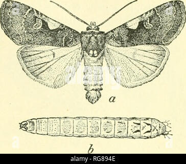 . Bulletin - United States National Museum. Science. Fig. 49.—The eight-spotted forester, Alypiaoctomaculata: a, Larva; 6, en- larged segment of same; c, moth.. Fig. 50.—A cutworm moth, Noctua onigrum: a, Moth; 6, caterpillar. entomologists believe they should form a third primary division called Grypocera. The moths have the antennas of various shapes, but not knobbed at tip. The. wings are usually depressed at rest. They are mostly nocturnal in their habit, and the pupa is usually within a silken cocoon. Please note that these images are extracted from scanned page images that may have been  Stock Photo