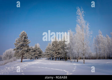 Footprints through a snow covered winter field leading to a copse of woodland trees under a cold sunny blue sky in a concept of seasons, climate and t Stock Photo