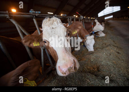 28 January 2019, Baden-Wuerttemberg, Markgröningen: Cattle stand in a barn. Photo: Marijan Murat/dpa Stock Photo