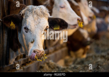 28 January 2019, Baden-Wuerttemberg, Markgröningen: Cattle stand in the stable of an emigrant farm. Photo: Fabian Sommer/dpa Stock Photo