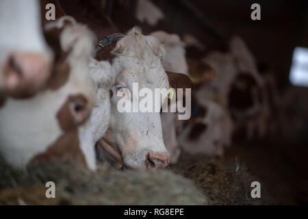 28 January 2019, Baden-Wuerttemberg, Markgröningen: Cattle stand in a barn. Photo: Marijan Murat/dpa Stock Photo