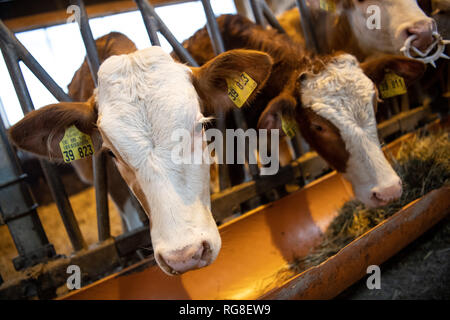 28 January 2019, Baden-Wuerttemberg, Markgröningen: Cattle stand in the stable of an emigrant farm. Photo: Fabian Sommer/dpa Stock Photo