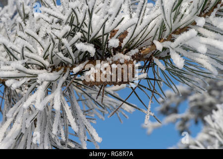 Snow or hoar frost covered pine foliage and cone on a branch in close up against a clear sunny blue sky conceptual of Christmas, winter and the season Stock Photo