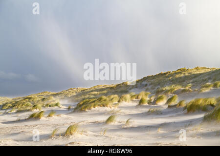 Rain and hail falling on a stormy day on dunes, grown with Beachgrass Stock Photo