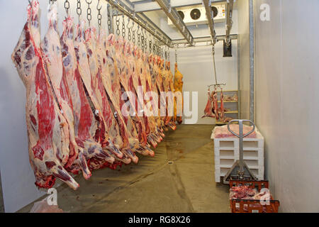 Beef carcasses hanging in an abattoir chill room Stock Photo