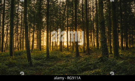 Early morning sunlight entering the woodland on Woodbury Common, East Devon, South West England, United Kingdom. Stock Photo