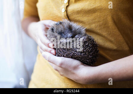 Woman's hands holding rolled up hedgehog Stock Photo