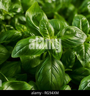 Basil leaves, close-up Stock Photo