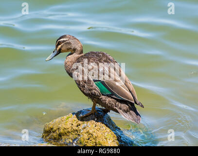 Pacific Black Duck perched on a rock at Lake Monger, Western Australia Stock Photo