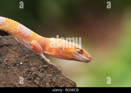 Close-up of a leopard gecko, Indonesia Stock Photo