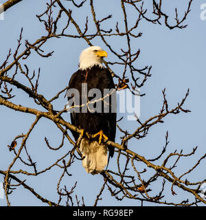 Bald Eagle sitting in a tree, Canada Stock Photo