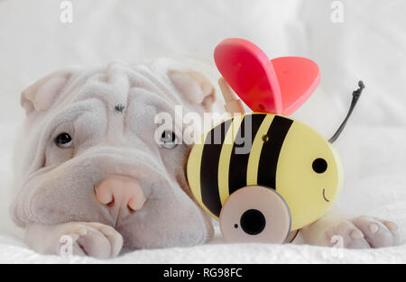 Shar pei puppy lying next to a wooden bee toy Stock Photo