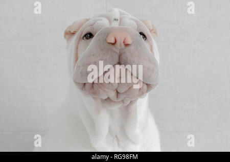 Portrait of a Shar-pei puppy dog Stock Photo