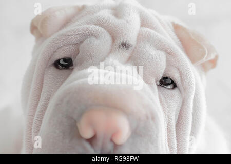 Portrait of a Shar pei puppy dog lying on a fluffy blanket Stock Photo