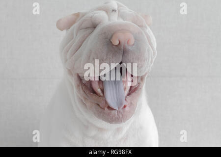 Shar pei puppy dog yawning Stock Photo