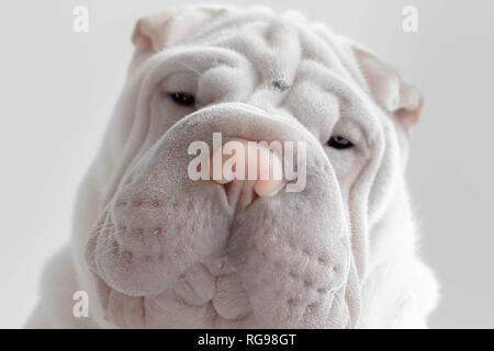 Portrait of a Shar pei puppy dog Stock Photo