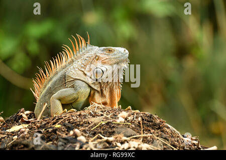 Common or Green Iguana (Iguana iguana) adult male in breeding colours, Turrialba, Costa Rica, October Stock Photo