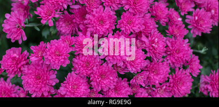 A beautiful background photo of bright pink mums with a shallow depth of field. Stock Photo