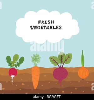 Fresh organic vegetable garden on blue sky background. Set vegetables plant growing underground carrot, onion, radish, beet. Stock Vector