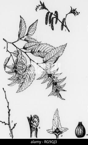 . Bulletin (Pennsylvania Department of Forestry), no. 11. Forests and forestry. 126 AMERICAN HORNBEAM Carpinus caroliniana, Walter native to Europe, while moet are louad In northern and central A.la. ^^. .n.11 tree or *n.b -n..^ -^^^:^^ J ^^^^^ '^.^ '^^^'ir^.^^l&quot;.^^. Sra^l.-lllTnr.'^Me.rpr.LI la^Cd&quot;to&quot;lX&quot;- with too.. a-cenOln, branCe. often pendulous towards the end. BAEK-Vertically oomigated. smooth, thin, close-flttlng. bluish-gray tinged with brown. See Fig. 114. TWIGS-Slender. at first silky, hairy and green, later smooth, shining, reddish to orange; covered with scatte Stock Photo