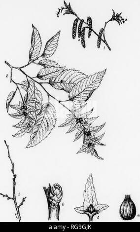 . Bulletin (Pennsylvania Department of Forestry), no. 11. Forests and forestry. 126 AMERICAN HORNBEAM Carpinus caroliniana, Walter PFNTIS DESCRIPTION—This genus comprises about 12 species which are confined to the JS^f^'^^e' On^yl sp^cles ,s found In Anverica A few of the other species are native to Europe, while most are found in northern and central Asia. FOMJ^A small tree or shrub usually attaining a height of 10-30 ft., with a diameter of 8-12 often pendulous towards the end. BARK-Vertically comigated, smooth, thin, close-fitting, bluish-gray tinged with brown. See Fig. 114. TWIGS-Slender Stock Photo