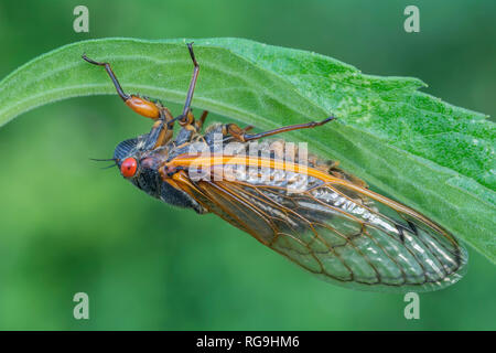 Periodical Cicada (Magicicada septendecim)    Powells Valley, Pennsylvania, June. Stock Photo