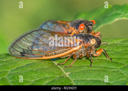 Periodical Cicada (Magicicada septendecim)  Rare blue-eyed form with normal form with red eyes.   Powells Valley, Pennsylvania, June. Stock Photo