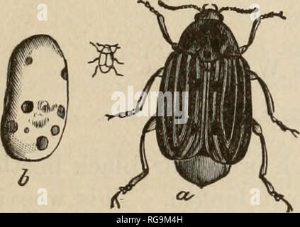 . Bulletin : report of Agricultural Experiment Station, Agricultural and Mechanical College, Auburn, Ala. Agriculture -- Alabama. 51 the pea weevil, and has much the same life history and habits. Figure 8 shows this beetle enlarged at a with a natural size figure near it, and an effected bean at h. The female beetle deposits her eggs in clusters, either in a slit or hole made with her jaws in the pod, or else in the split caused by the partial drying of the pod. The eggs are most abundantly found in fully developed or partially F^2' ^'a ^^^" 1 k^^^'Ut ^ dried pods, where the seeds are ad Stock Photo