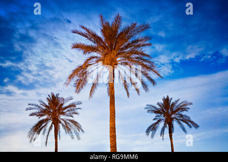 Palm trees dominate the skyline in Phoenix, Arizona. Stock Photo