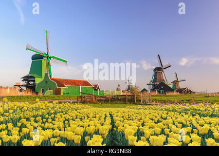 Amsterdam Netherlands, Dutch Windmill and traditional house at Zaanse Schans Village with tulip field Stock Photo