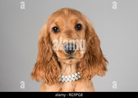 16 weeks old, show cocker spaniel, ruby red / golden colour, puppy, UK. Stock Photo